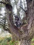 KIES_PiesGestalten_RedWoods19