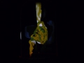 17_pies-gestalten_phoenix_lichtner_tv