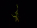 24_pies-gestalten_phoenix_lichtner_tv